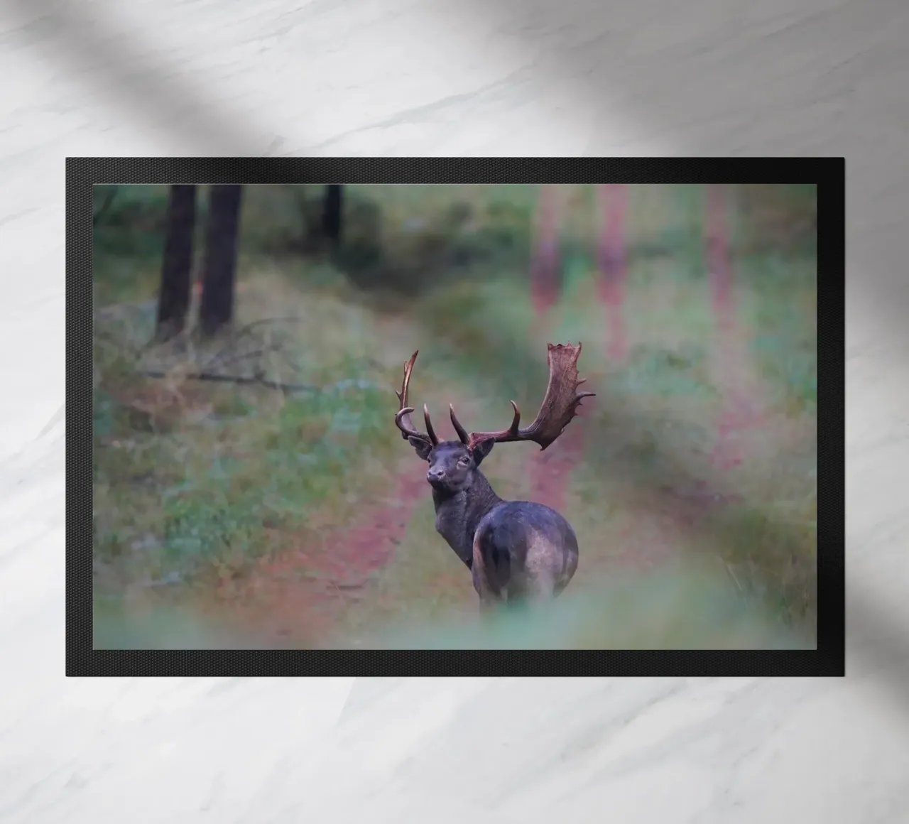 Maschio di daino zerbino da Tom's Wildlife
