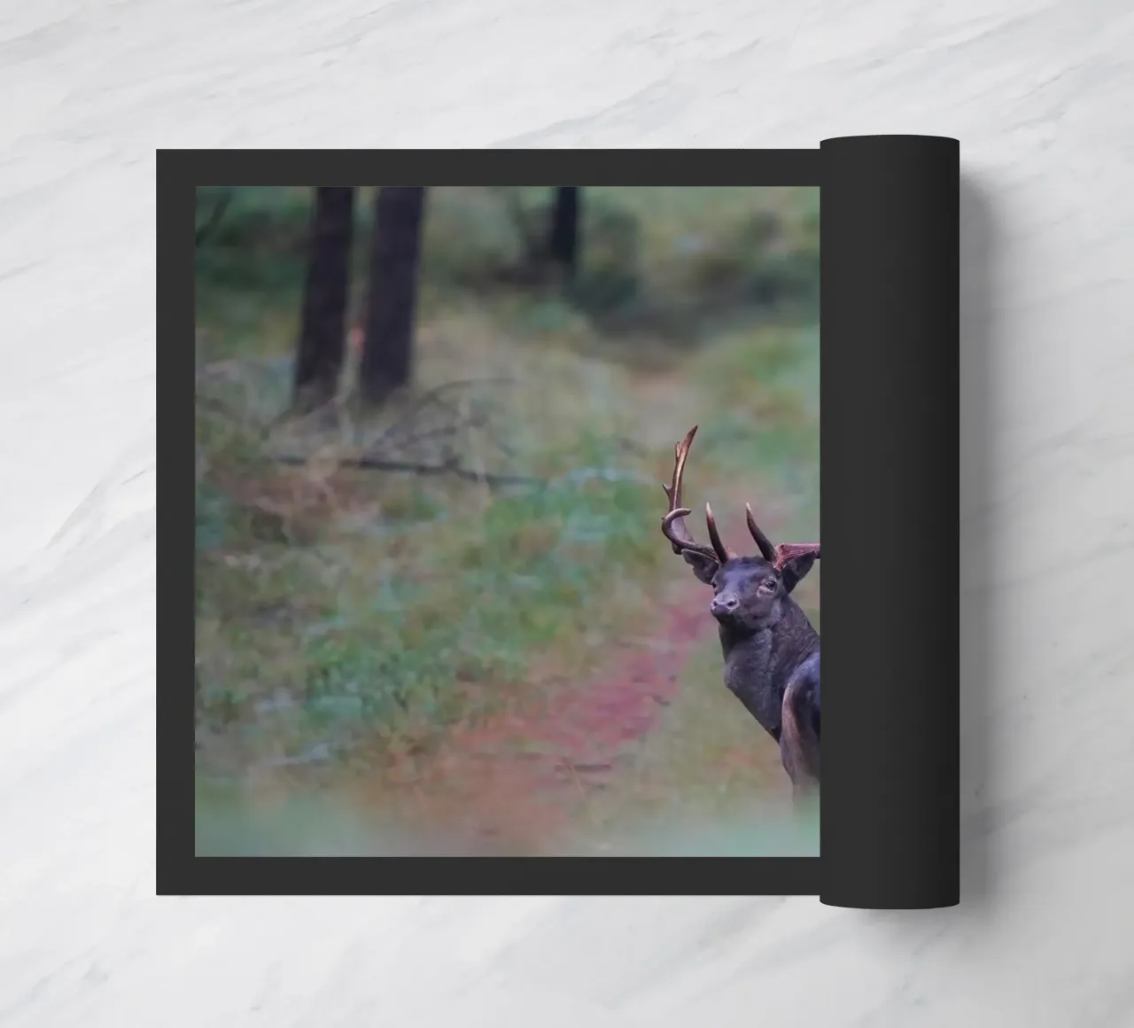 Maschio di daino zerbino da Tom's Wildlife