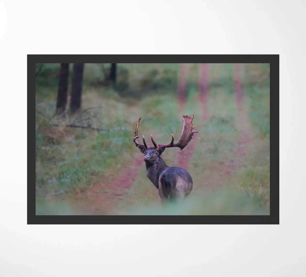 Maschio di daino zerbino da Tom's Wildlife