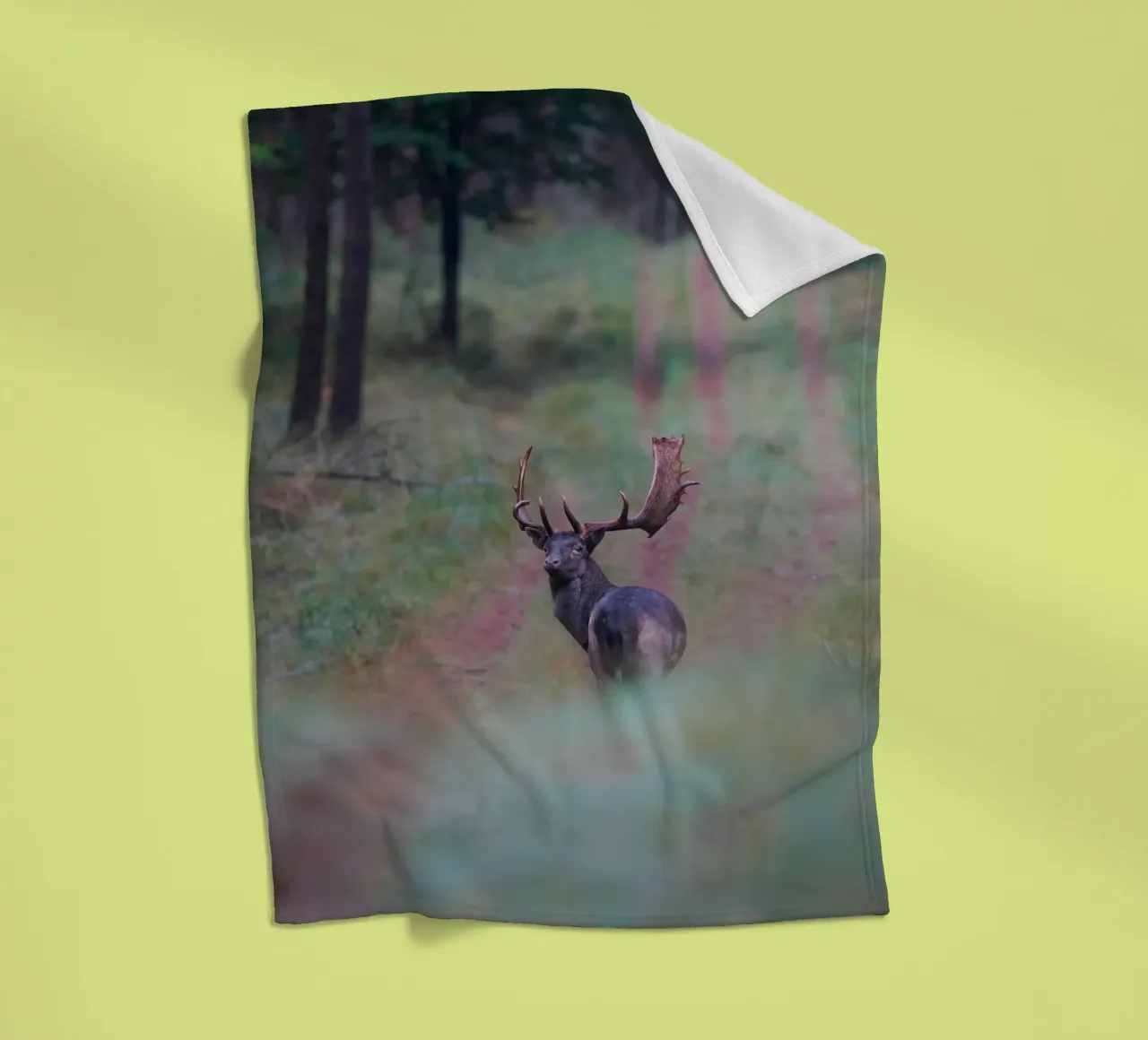 Maschio di daino coperta in pile da Tom's Wildlife