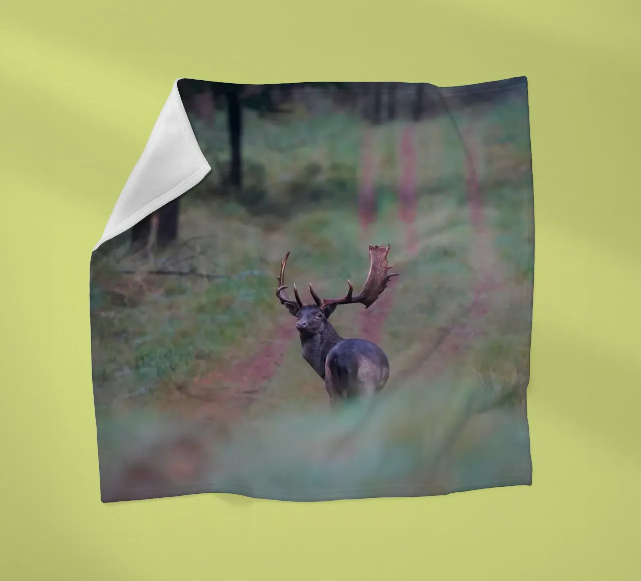 Maschio di daino coperta in pile da Tom's Wildlife