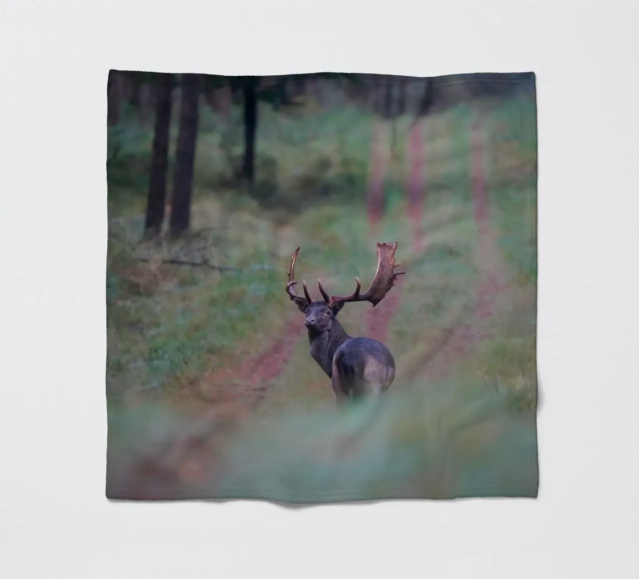 Maschio di daino coperta in pile da Tom's Wildlife