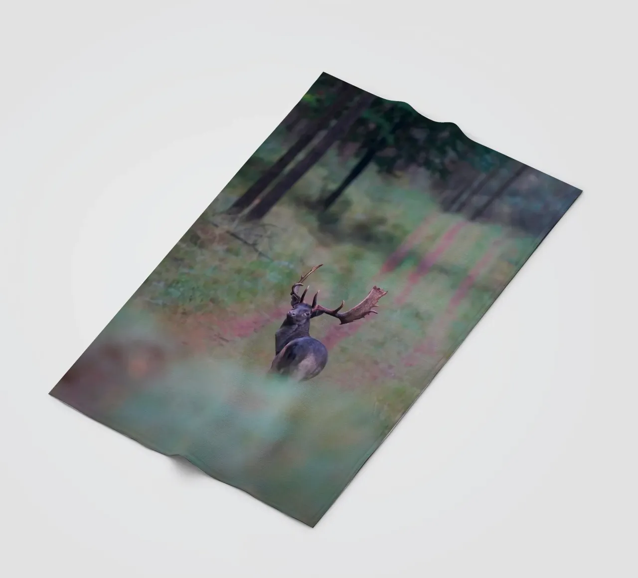 Maschio di daino coperta in pile da Tom's Wildlife
