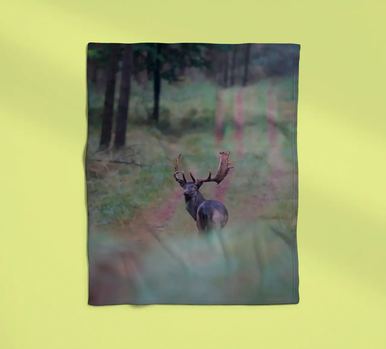 Maschio di daino coperta in pile da Tom's Wildlife