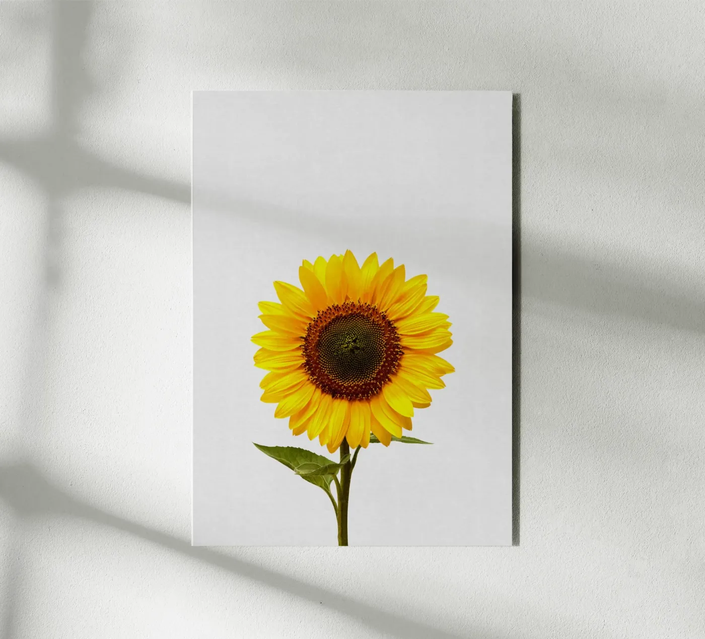 Sunflower forex plate by Orara Studio