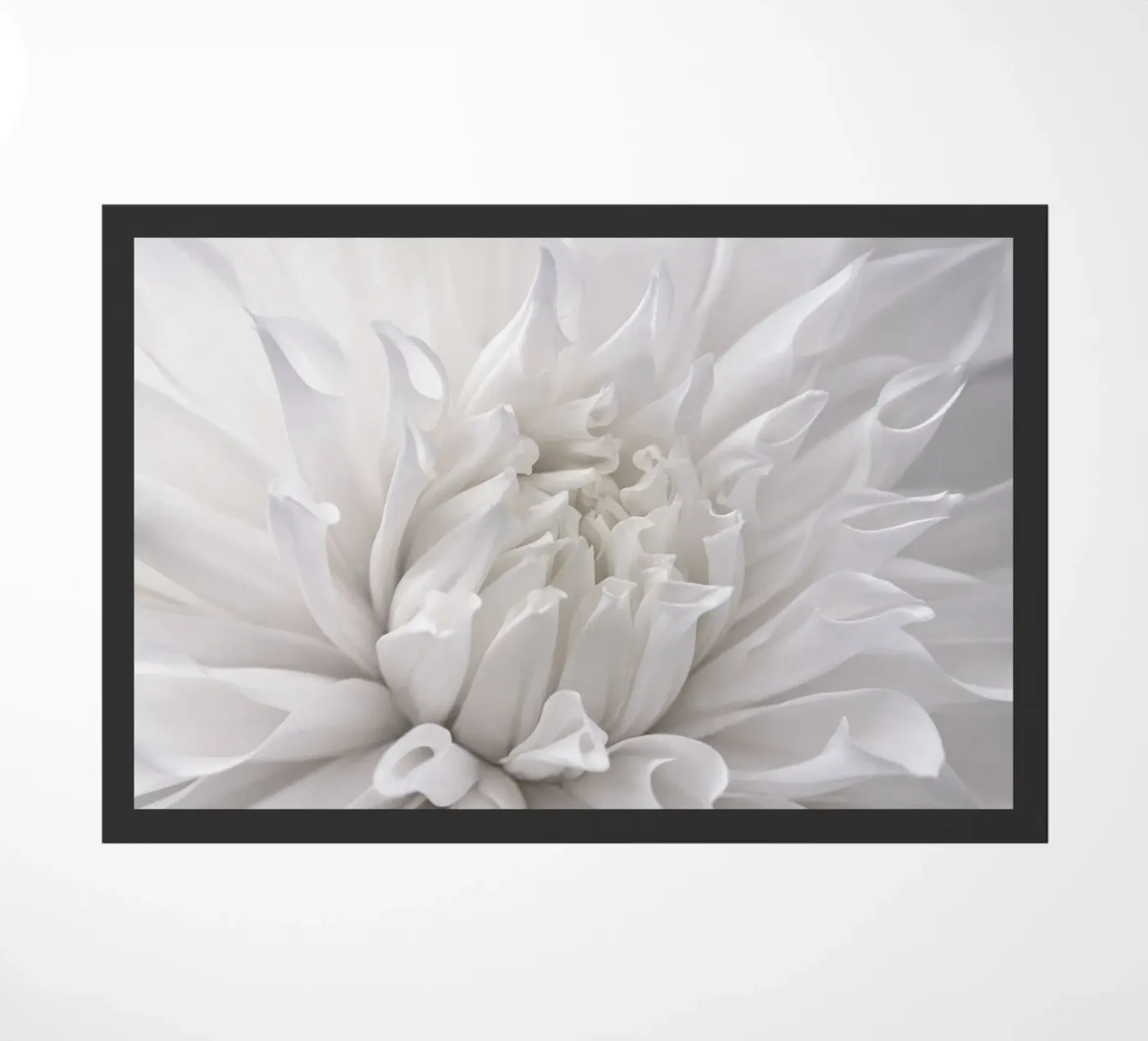 Dahlia zerbino da Atteloi