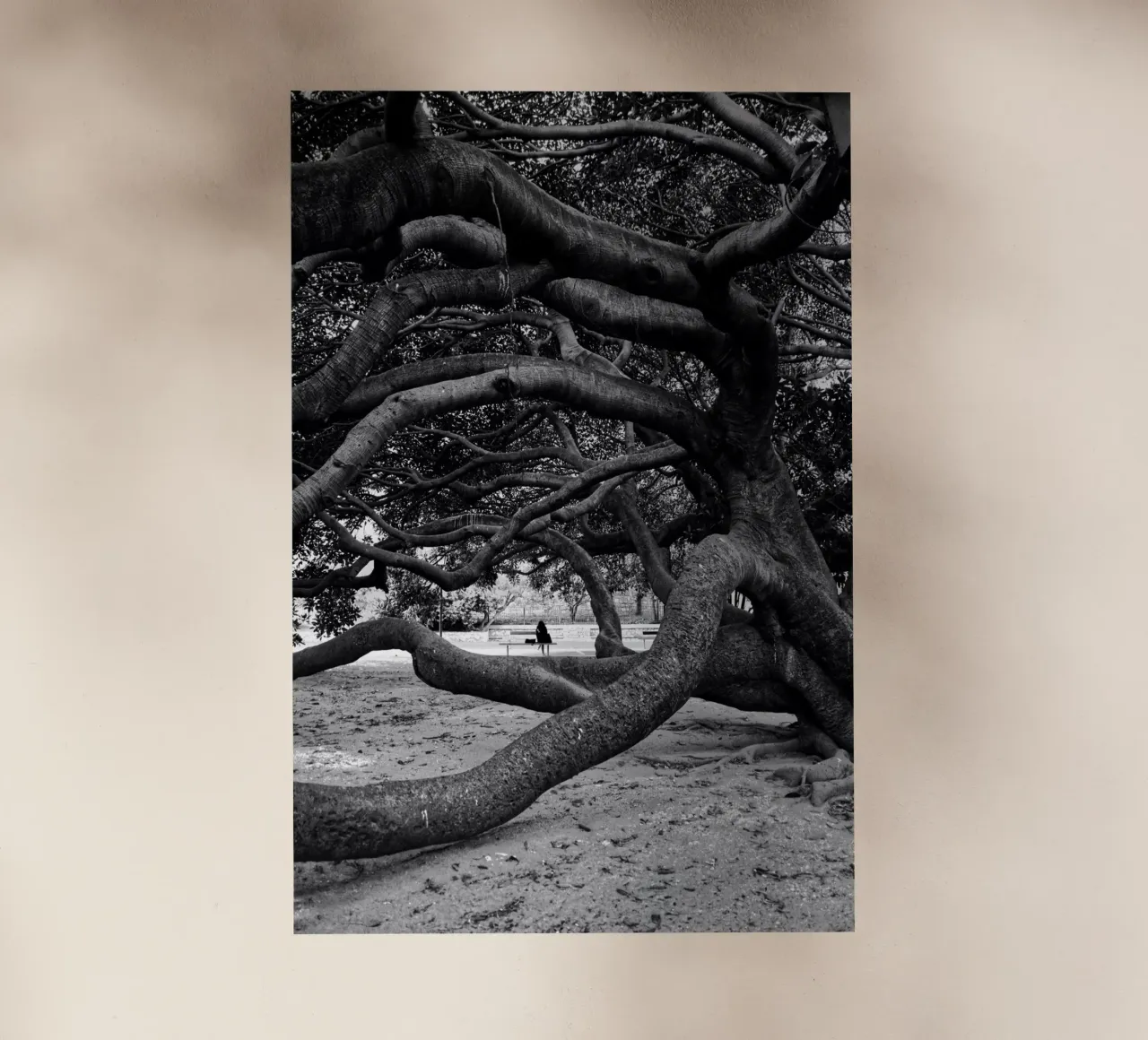 Old tree pellicola backlit da Fjöllart