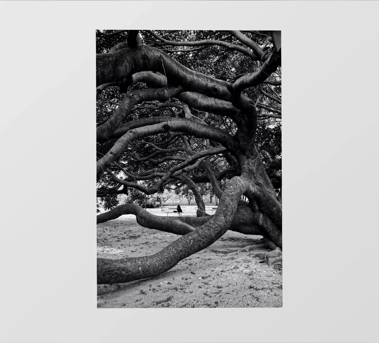 Old tree telo in pvc da Fjöllart