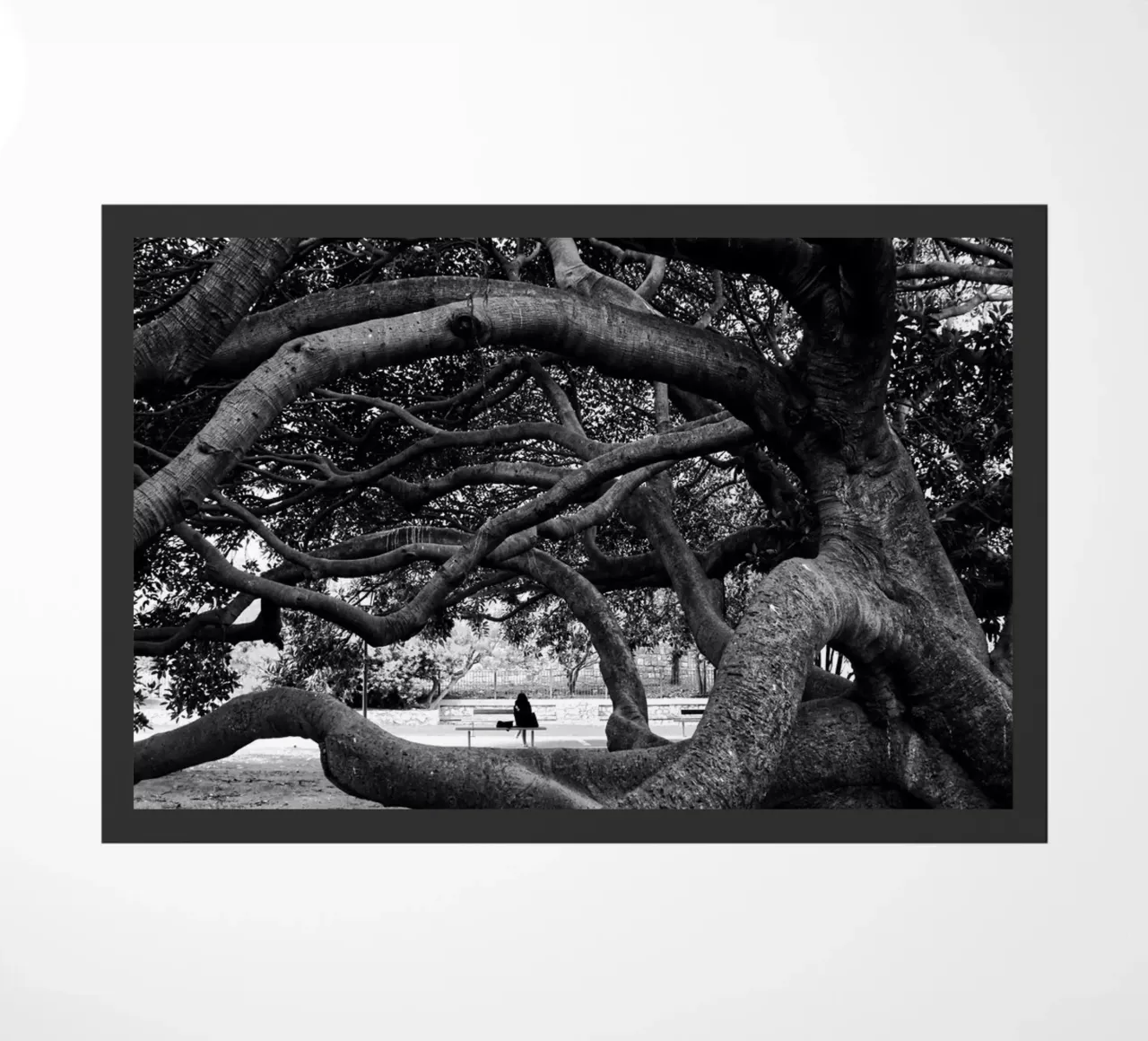 Old tree zerbino da Fjöllart