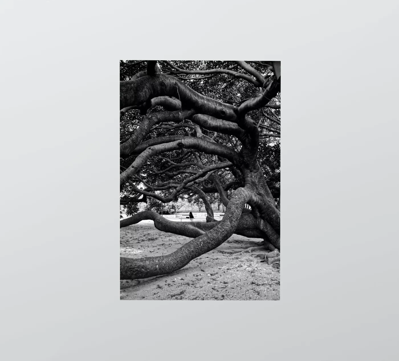Old tree sticker van Fjöllart