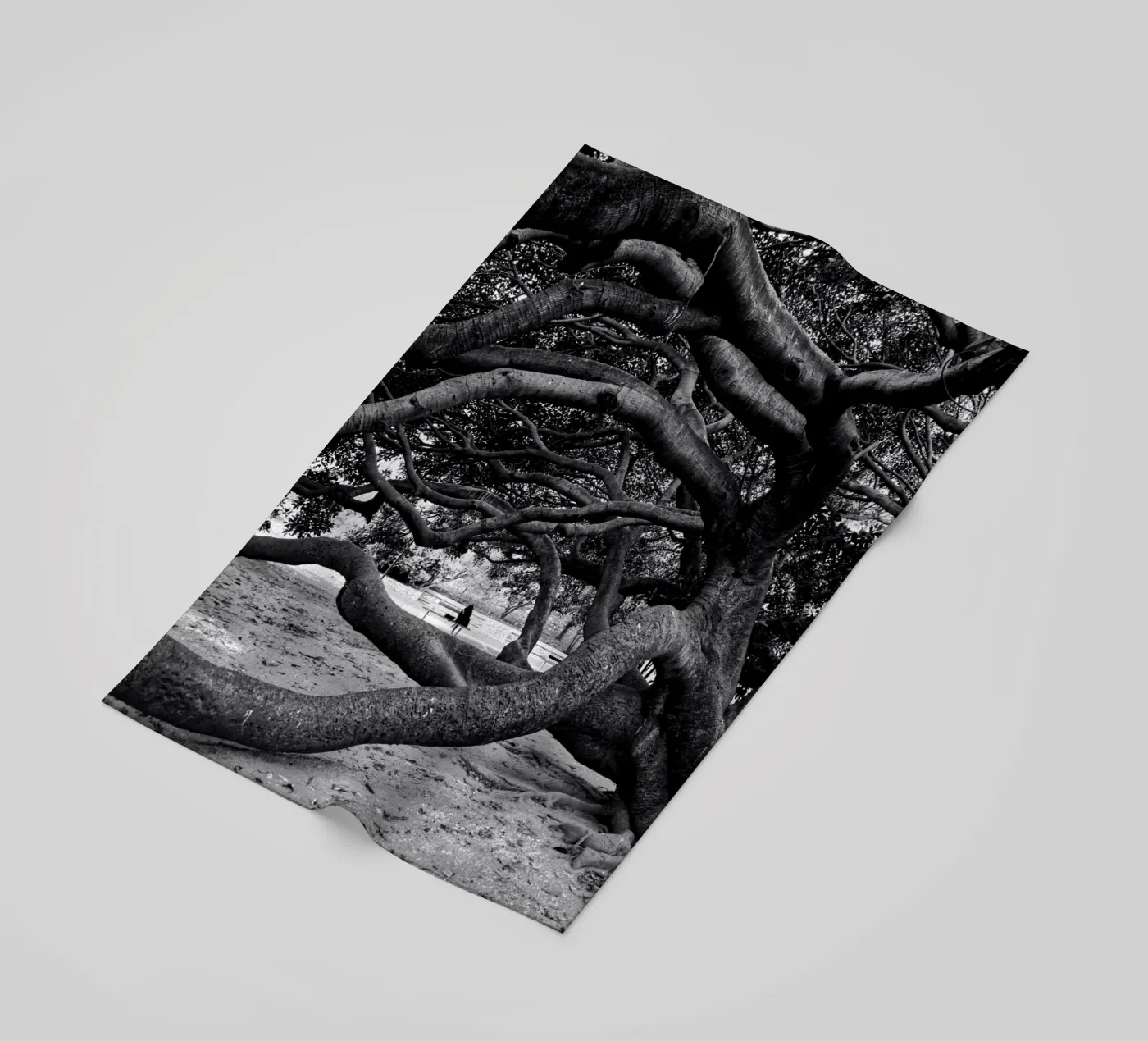 Old tree telo mare da Fjöllart