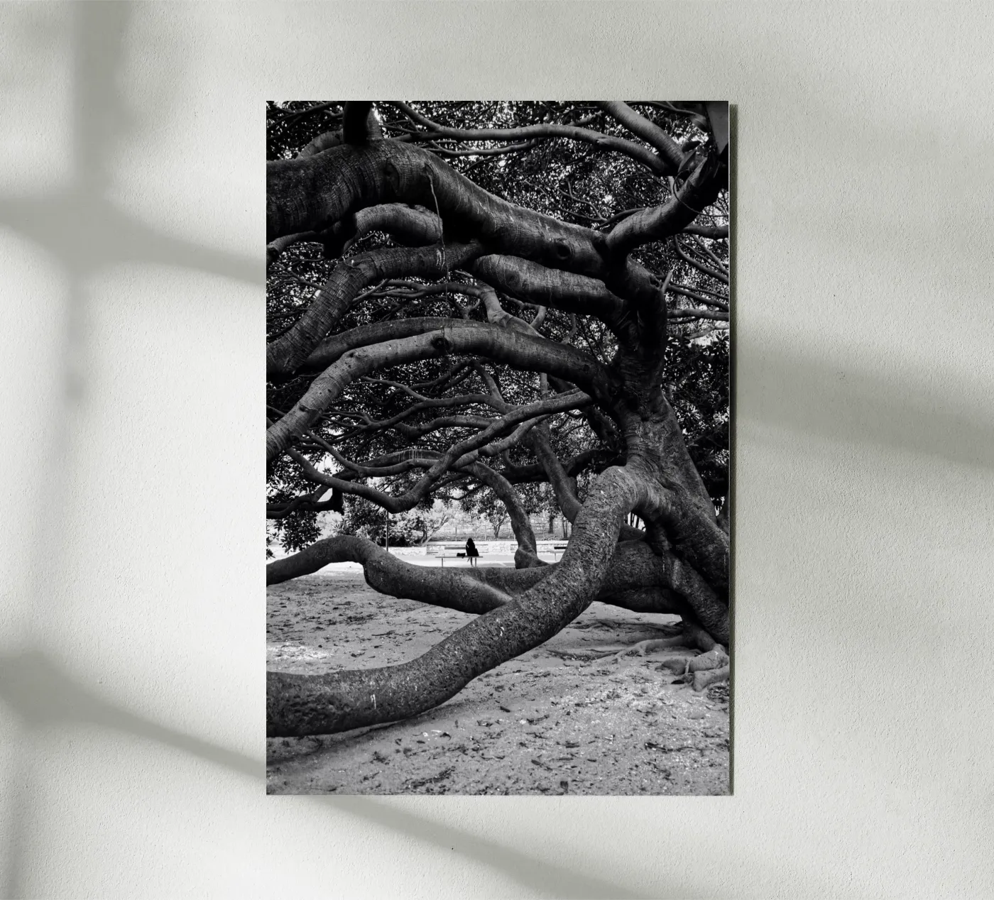 Old tree forex plate by Fjöllart