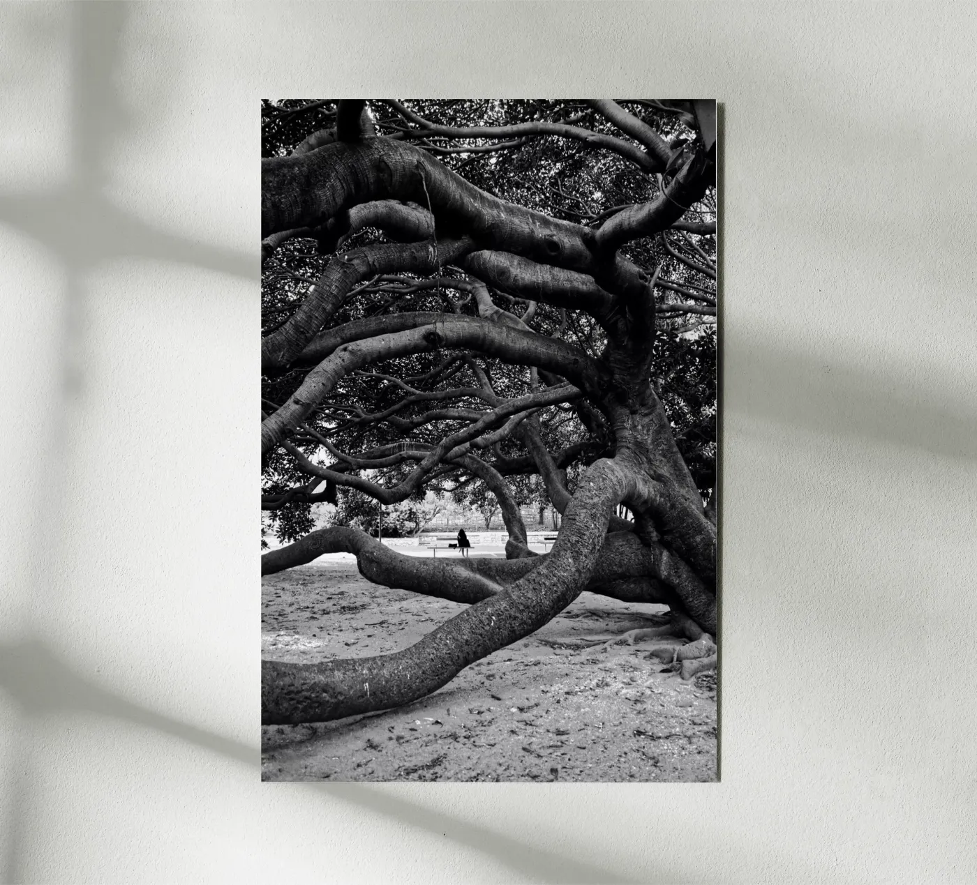 Old tree alluminio dibond da Fjöllart