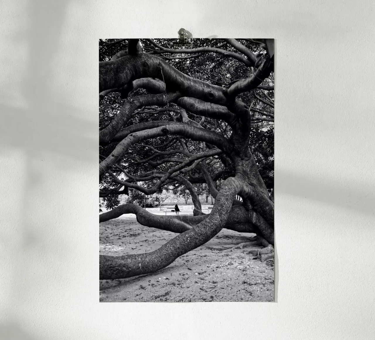 Old tree carta hahnemühle da Fjöllart