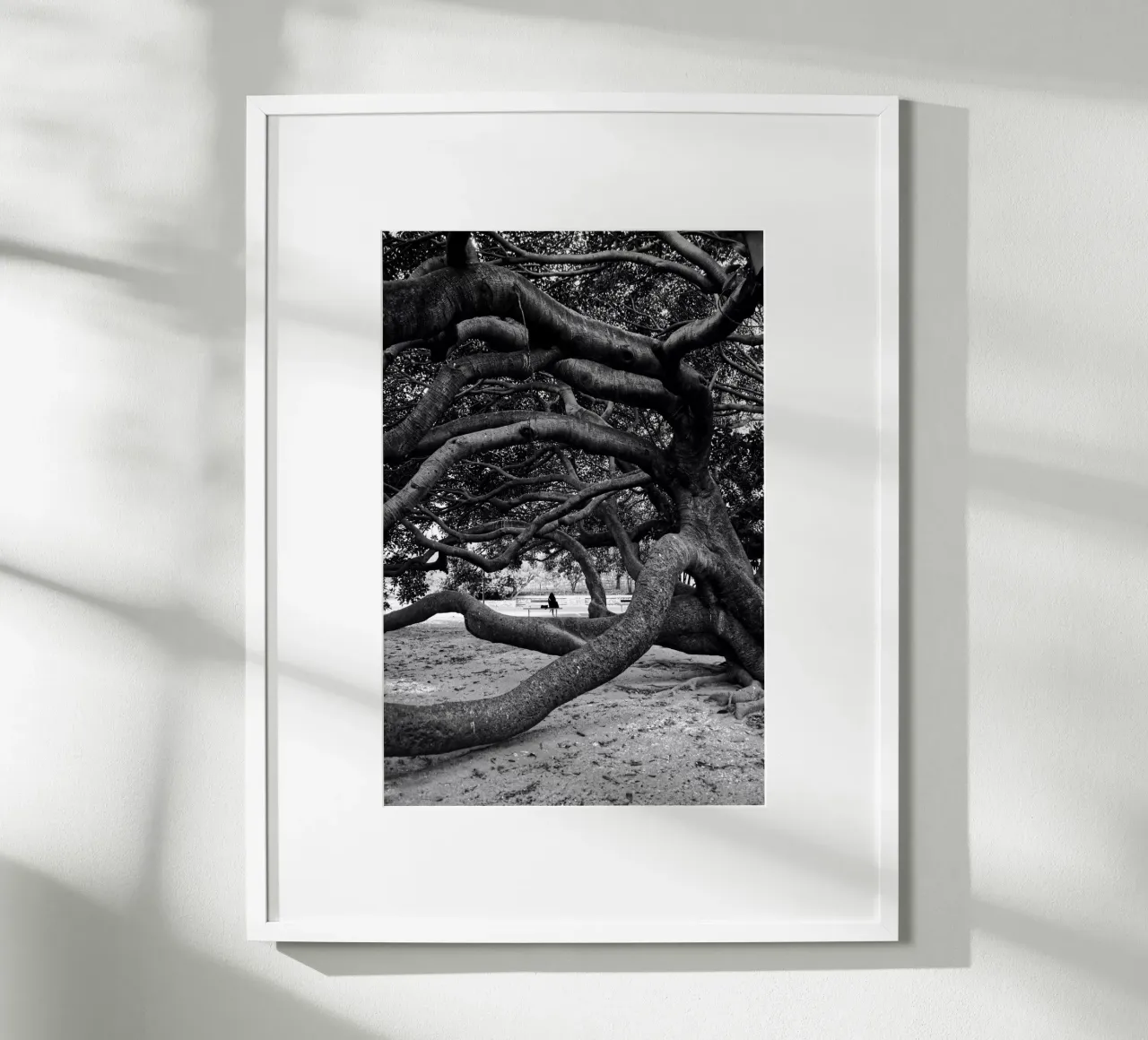 Old tree carta hahnemühle da Fjöllart