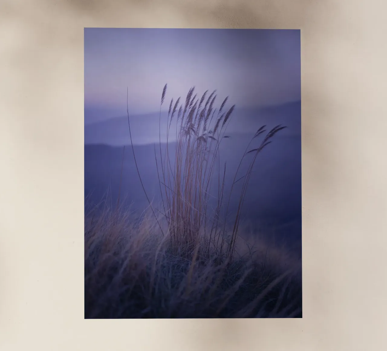 Gräser im Wind unter beruhigendem violettem Licht Backlit Folie von Plain Thoughts
