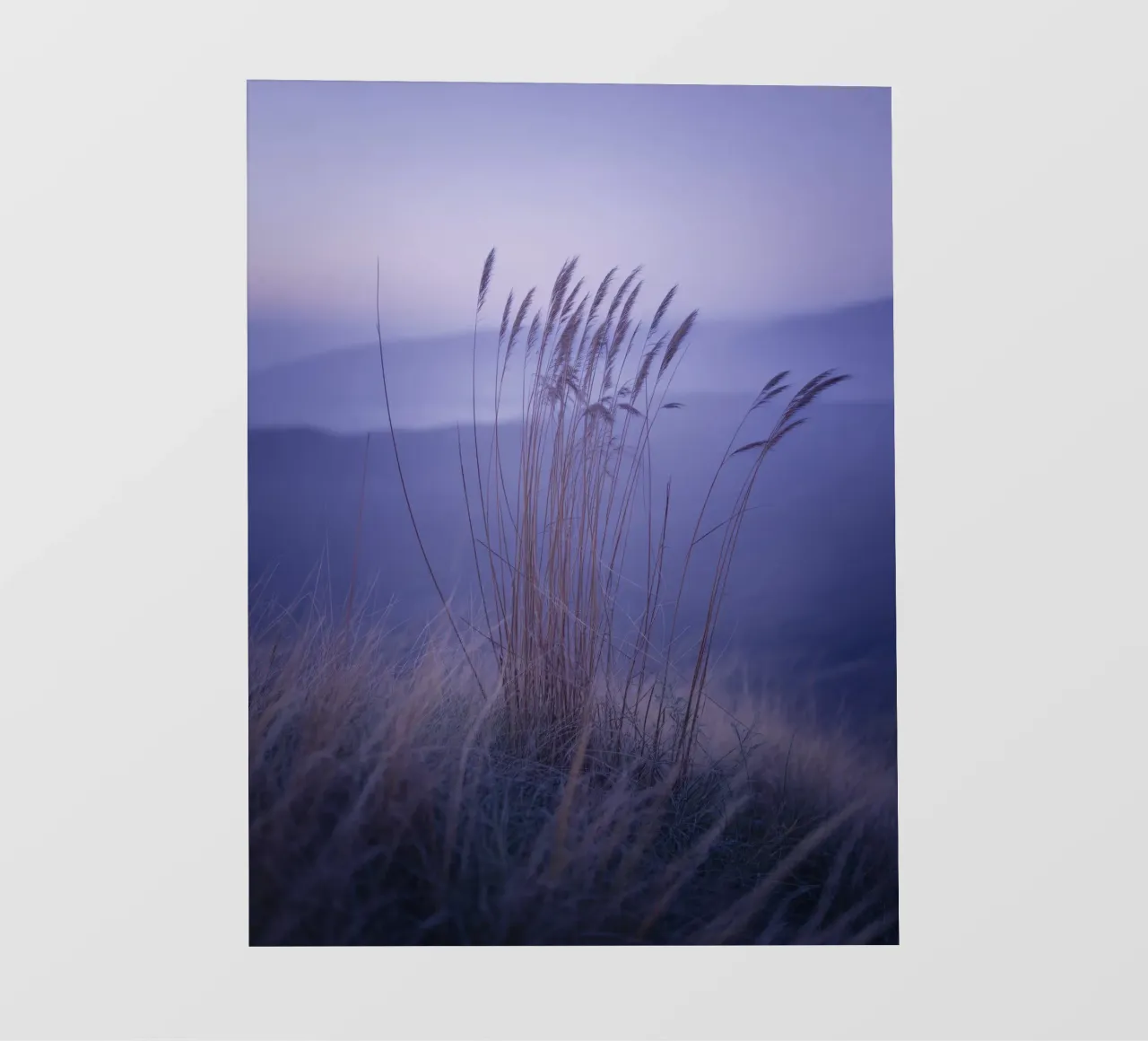Gräser im Wind unter beruhigendem violettem Licht Backlit Folie von Plain Thoughts