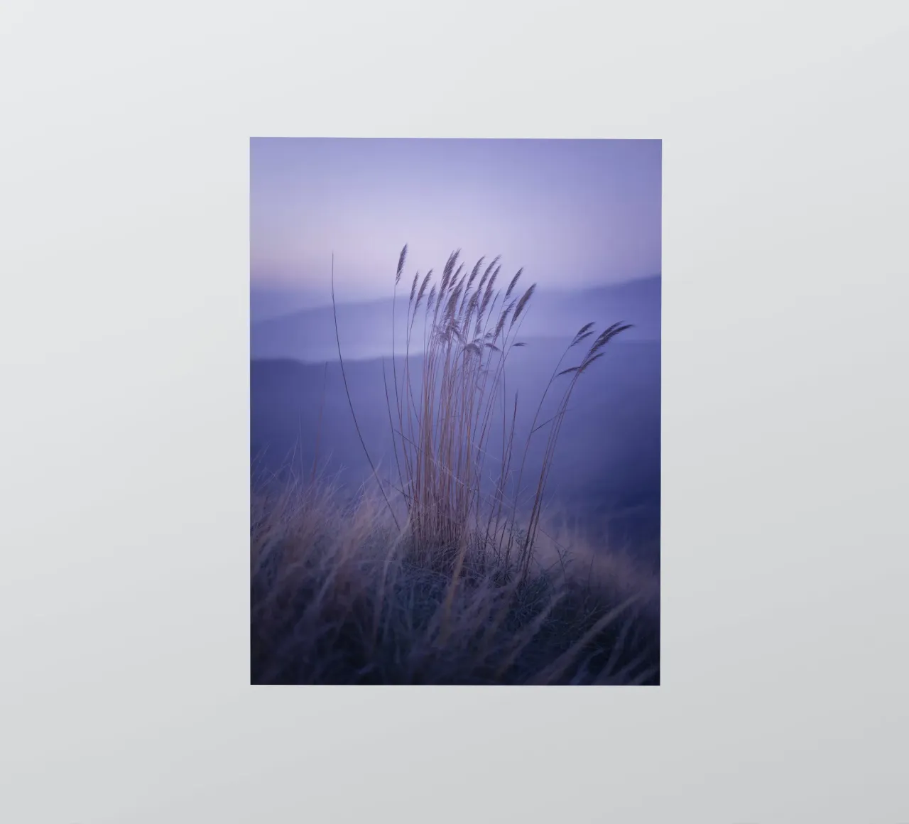 Gräser im Wind unter beruhigendem violettem Licht Sticker von Plain Thoughts