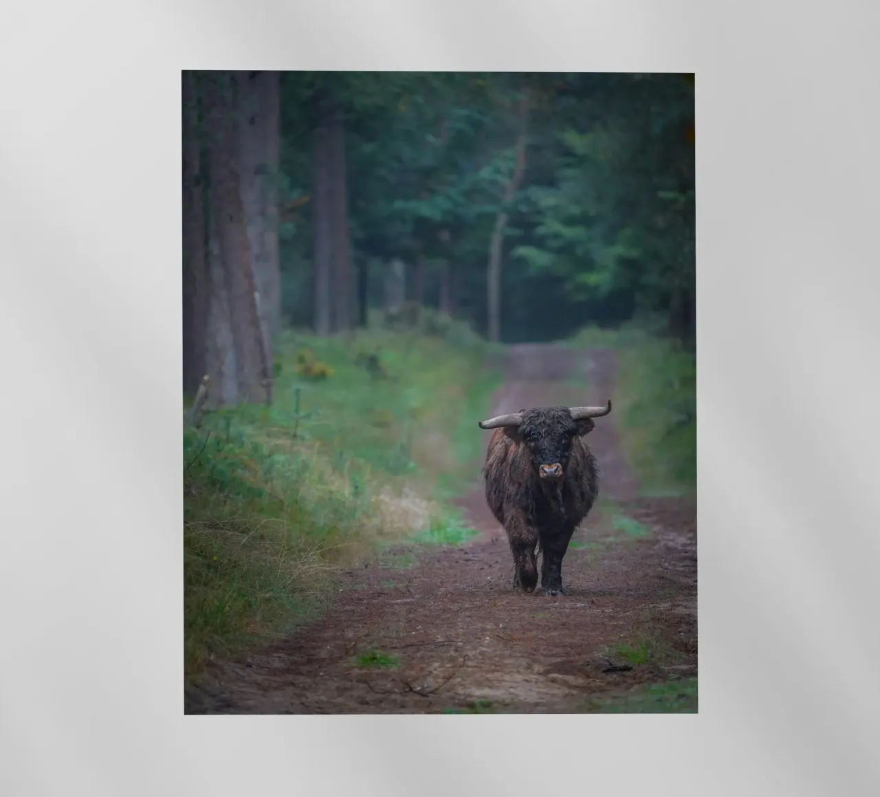 Mucca delle Highlands pellicola backlit da Tom's Wildlife