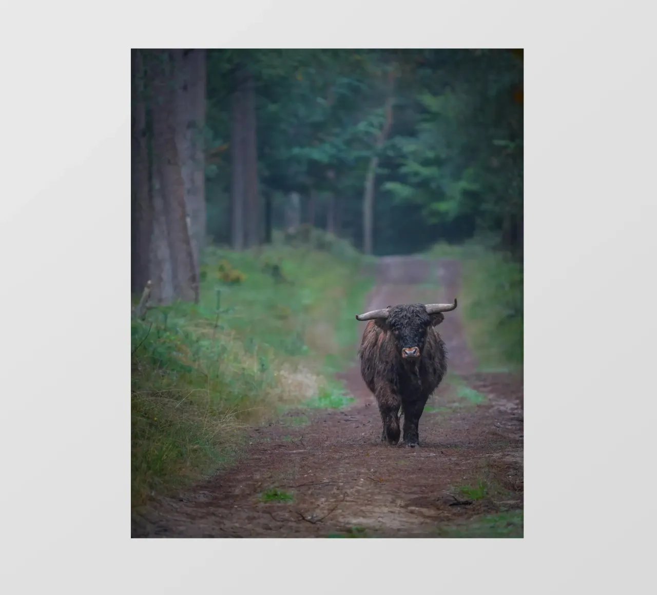 Mucca delle Highlands pellicola backlit da Tom's Wildlife
