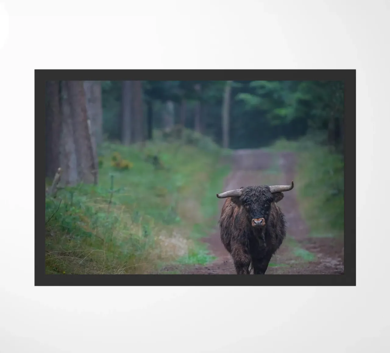 Mucca delle Highlands zerbino da Tom's Wildlife