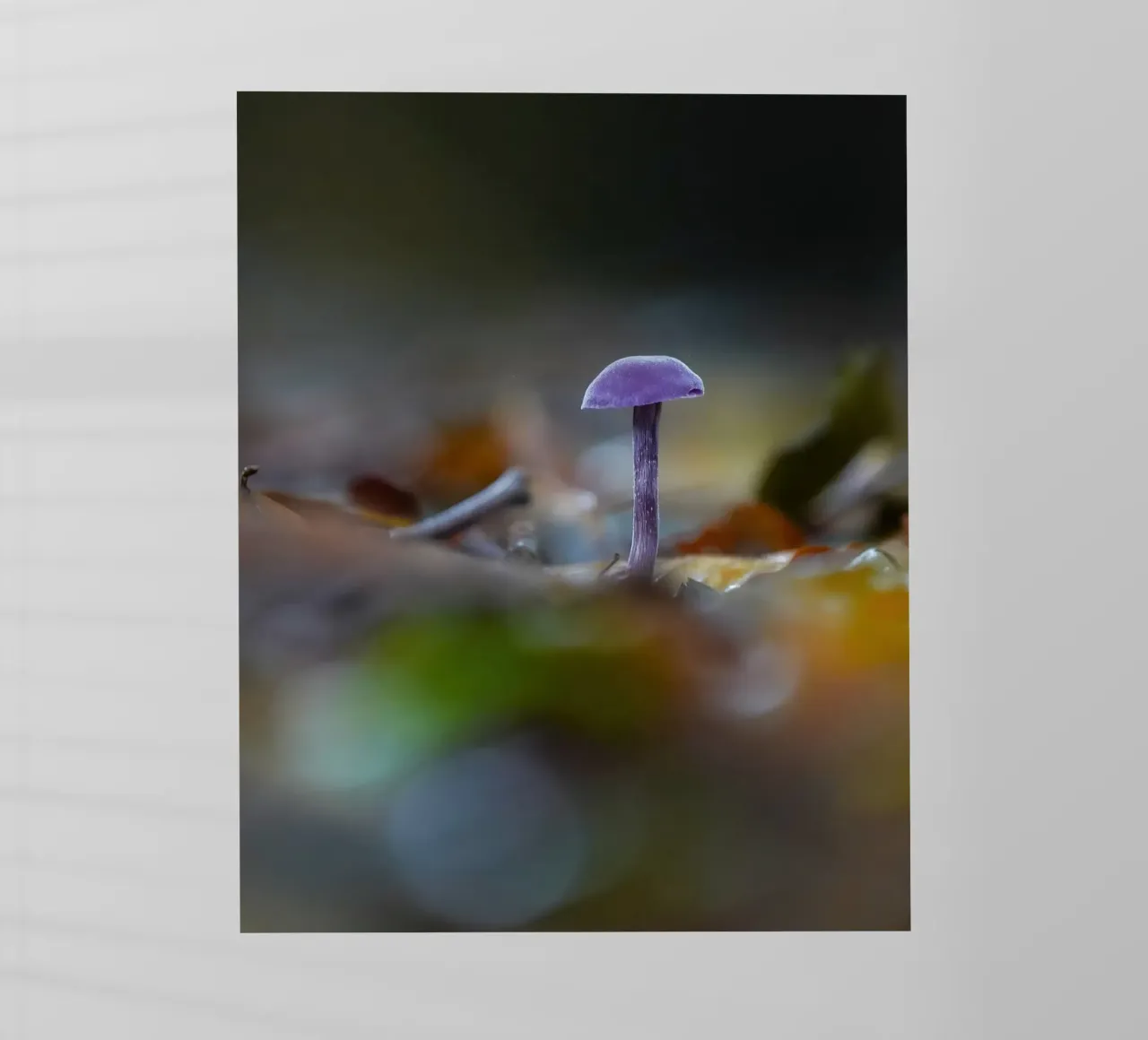Funghi nella foresta pellicola backlit da Tom's Wildlife