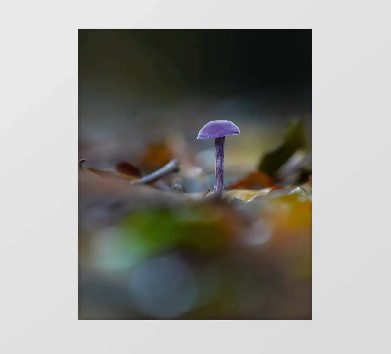Funghi nella foresta pellicola backlit da Tom's Wildlife