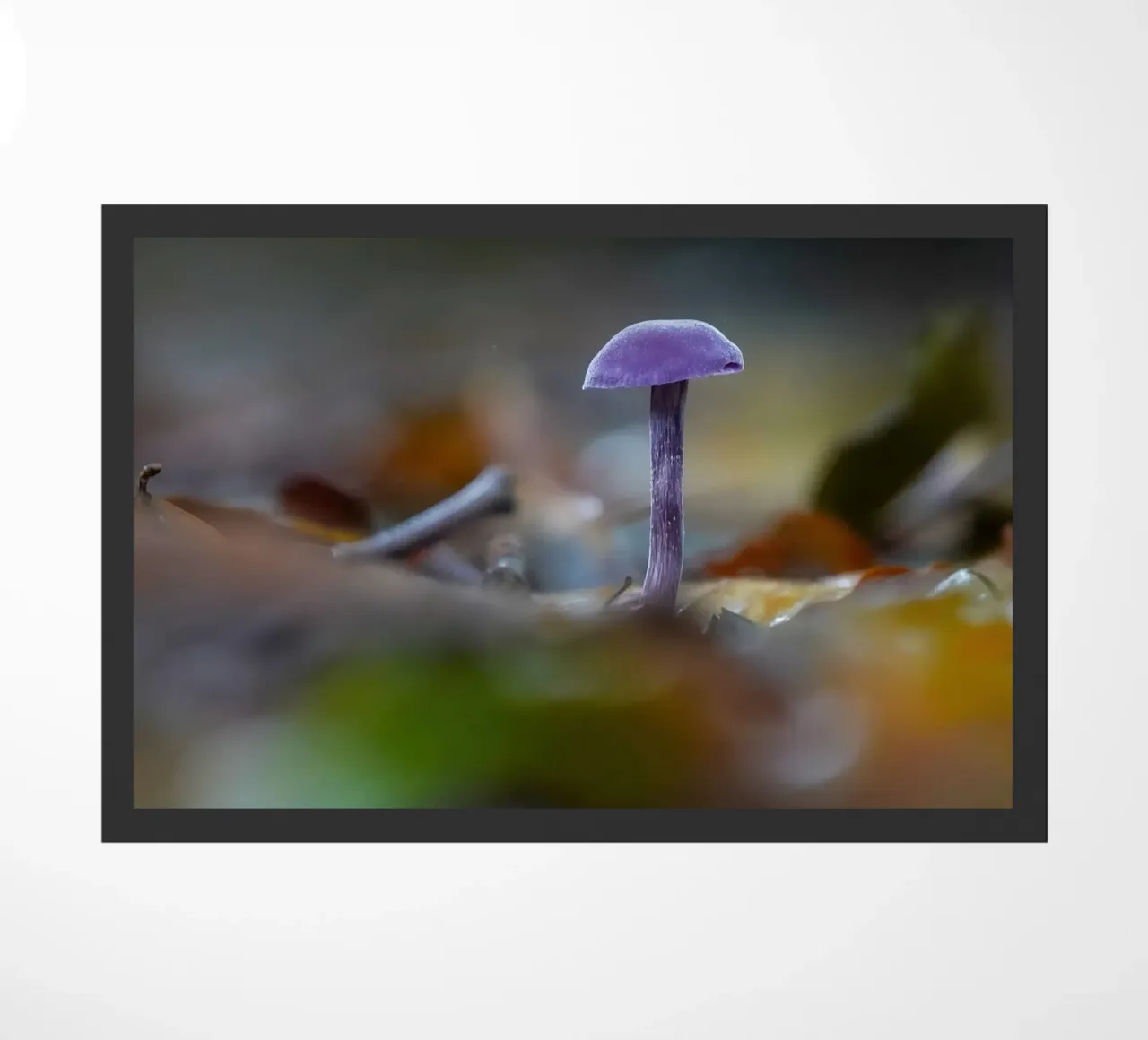 Funghi nella foresta zerbino da Tom's Wildlife