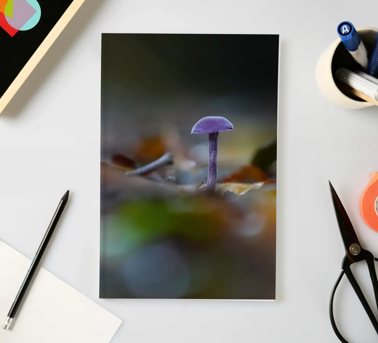 Funghi nella foresta diario da Tom's Wildlife