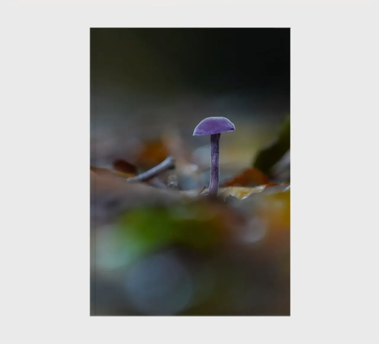 Funghi nella foresta diario da Tom's Wildlife