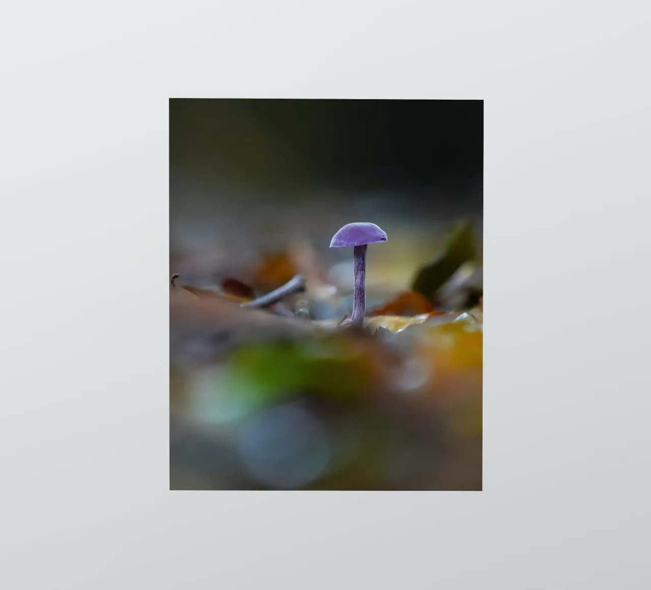Funghi nella foresta adesivo da Tom's Wildlife