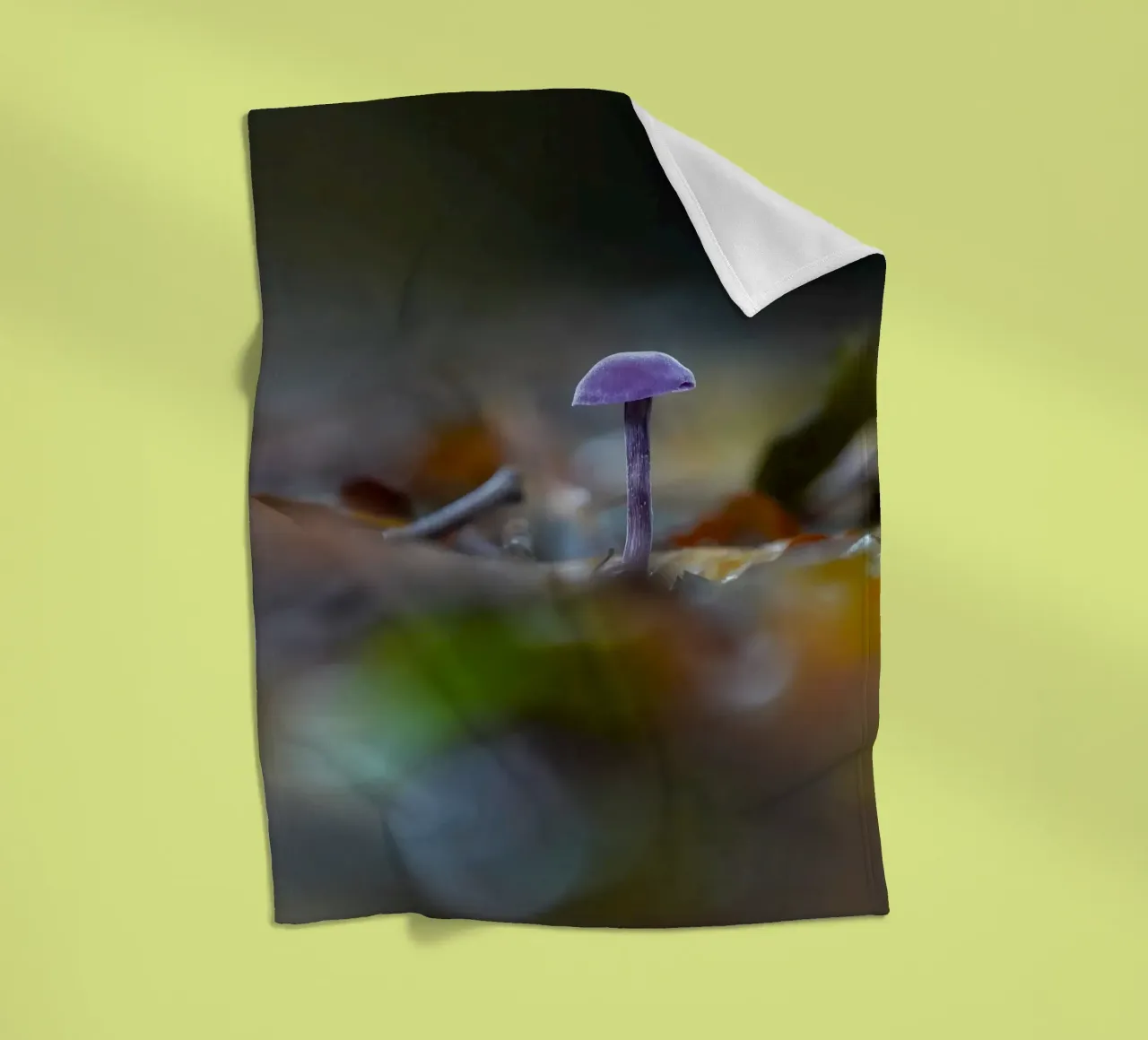 Funghi nella foresta coperta in pile da Tom's Wildlife