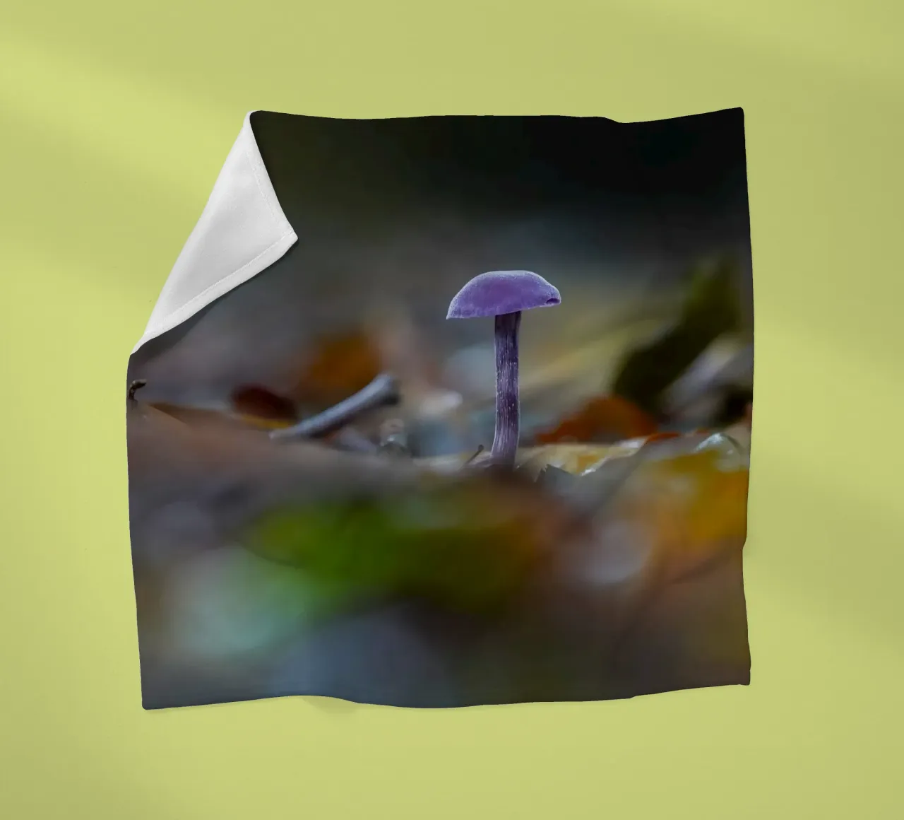 Funghi nella foresta coperta in pile da Tom's Wildlife