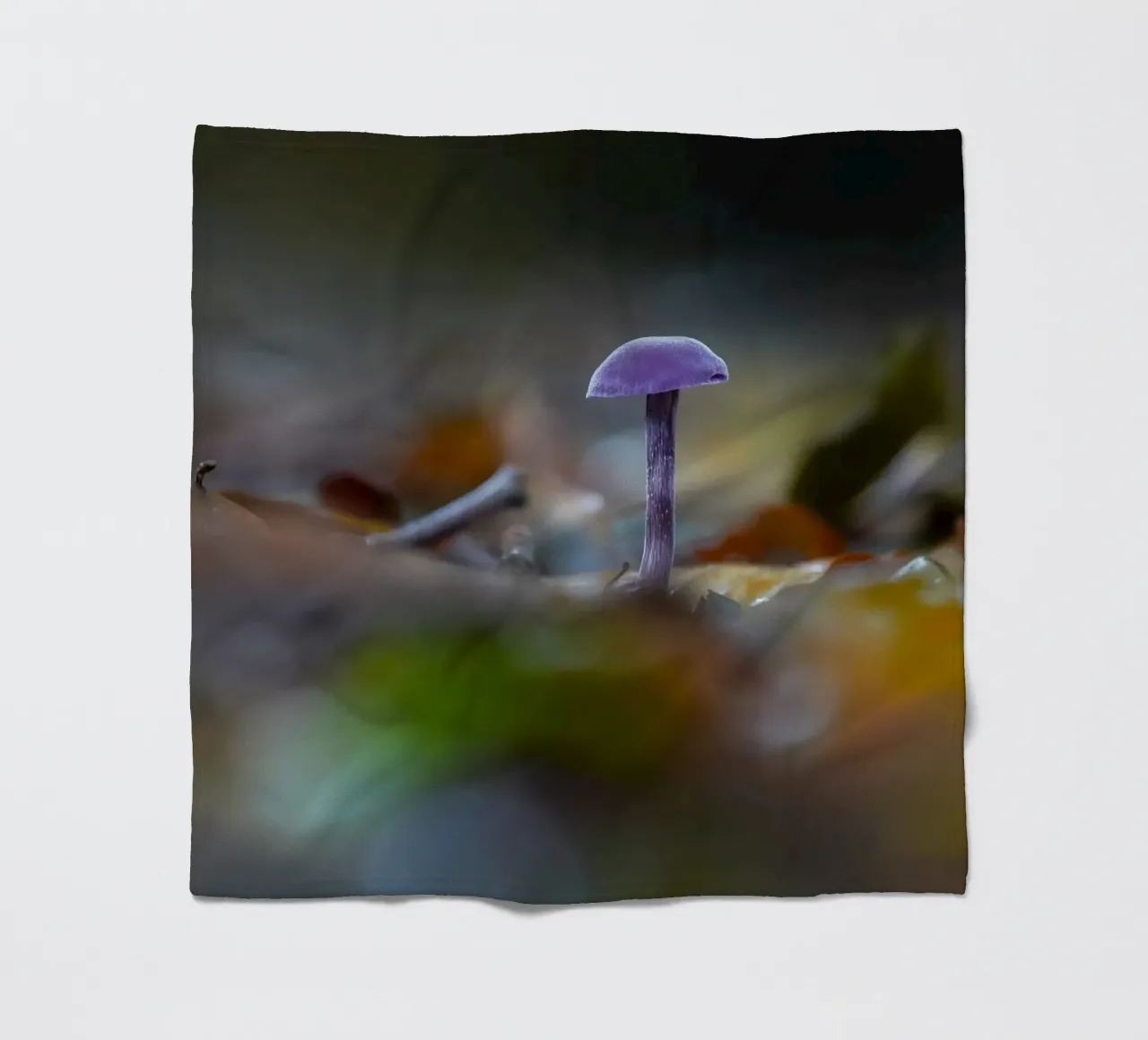Funghi nella foresta coperta in pile da Tom's Wildlife