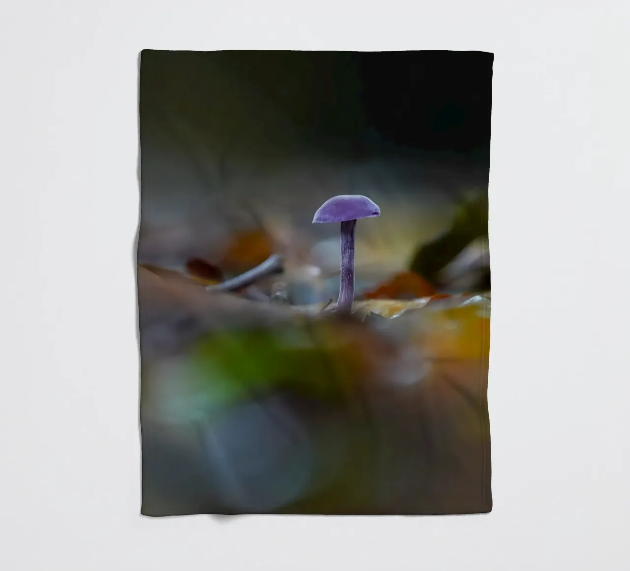 Funghi nella foresta coperta in pile da Tom's Wildlife
