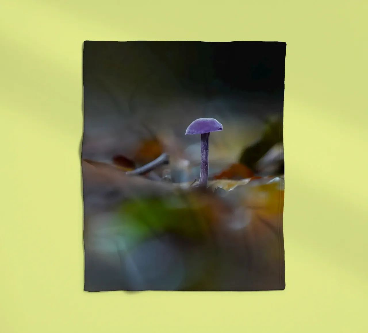 Funghi nella foresta coperta in pile da Tom's Wildlife