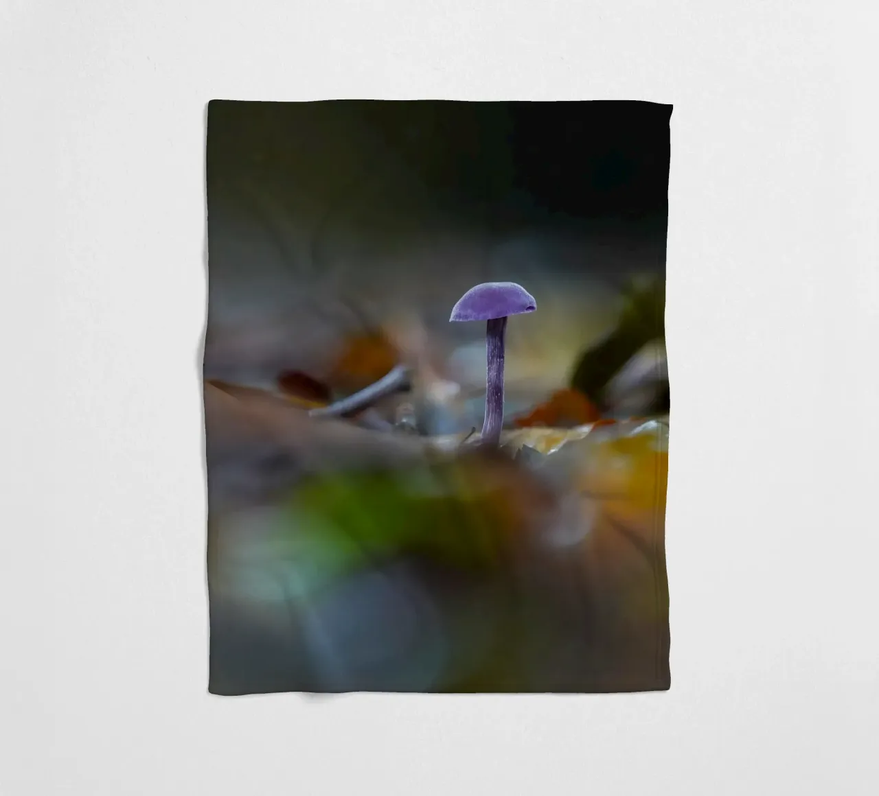 Funghi nella foresta coperta in pile da Tom's Wildlife