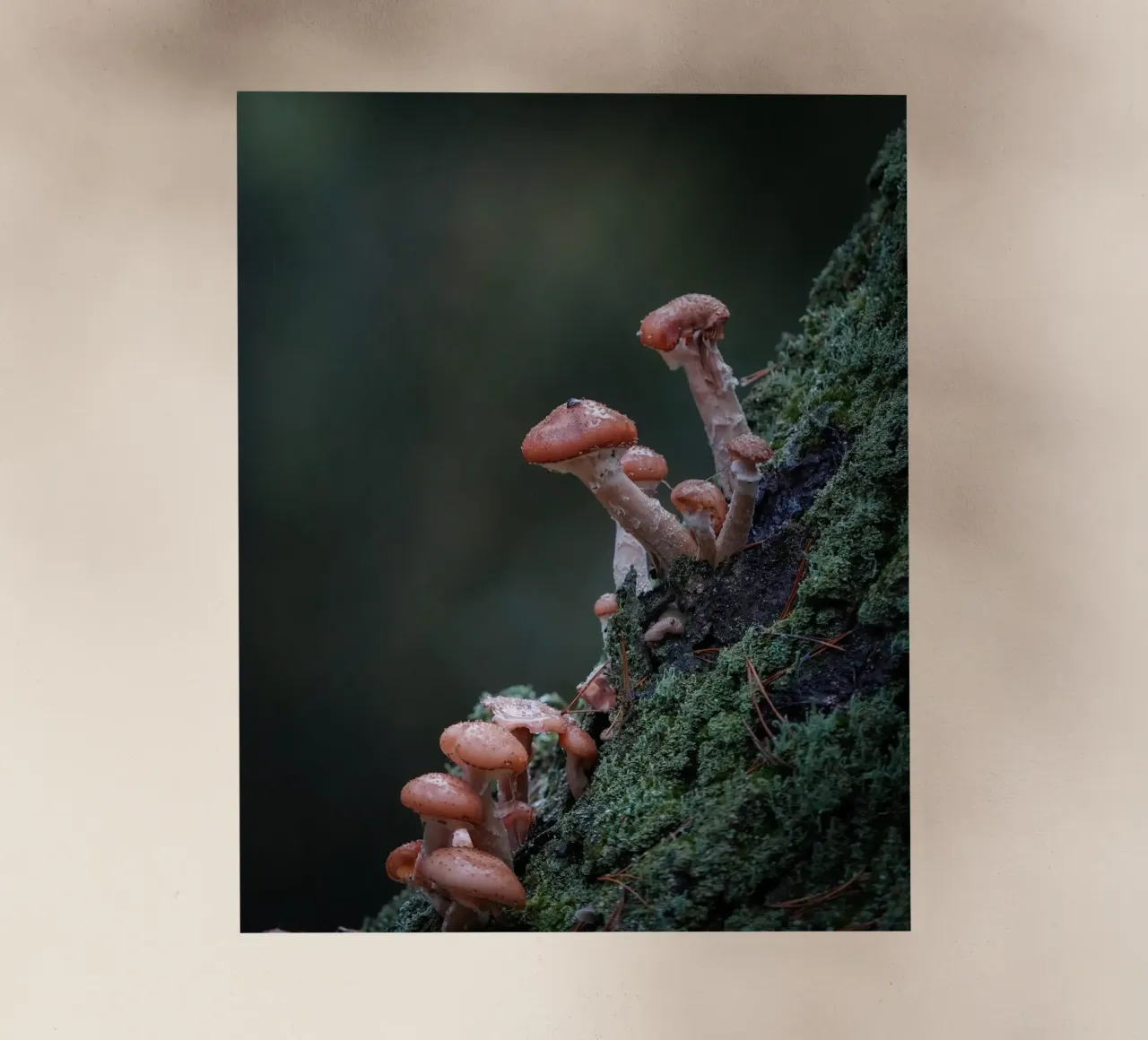 Funghi nella foresta pellicola backlit da Tom's Wildlife