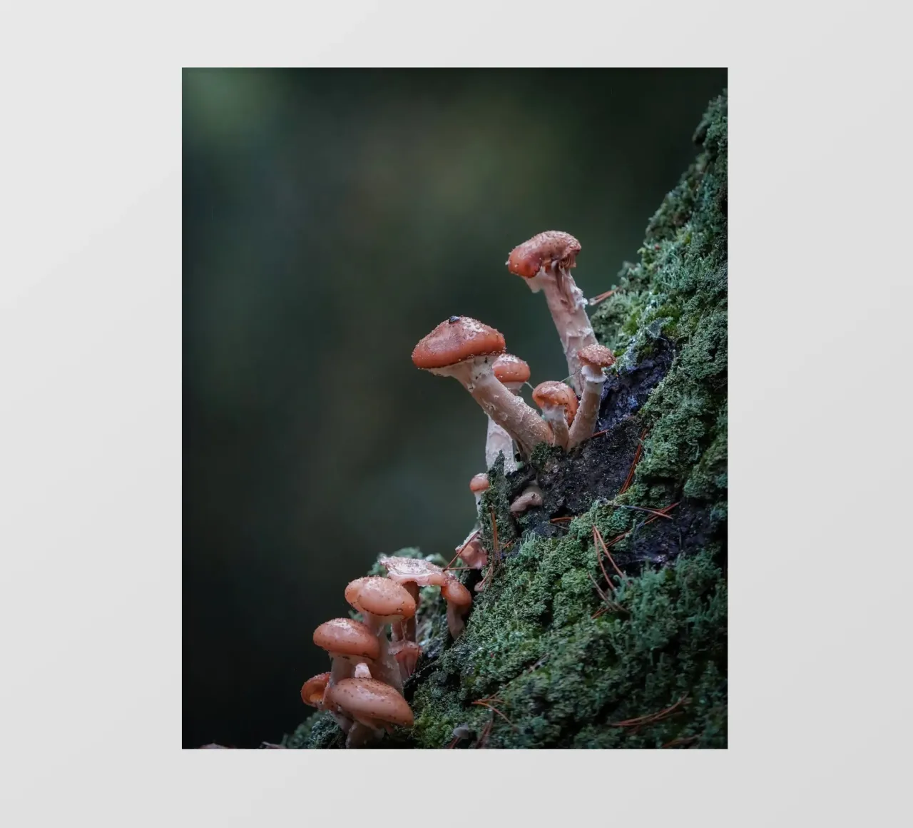 Funghi nella foresta pellicola backlit da Tom's Wildlife