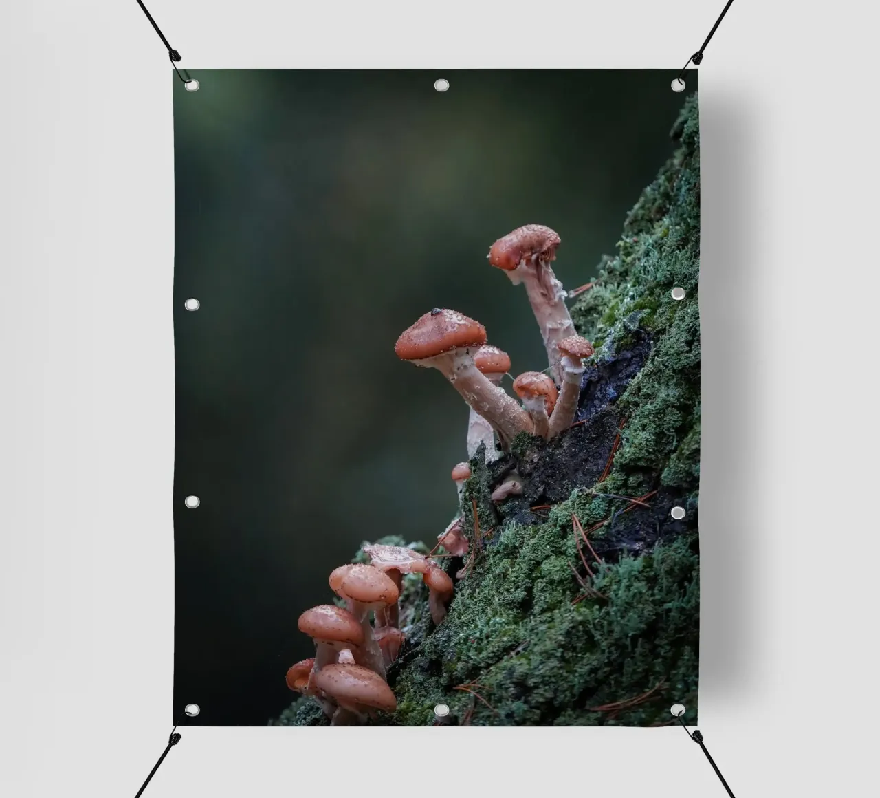 Funghi nella foresta telo in pvc da Tom's Wildlife