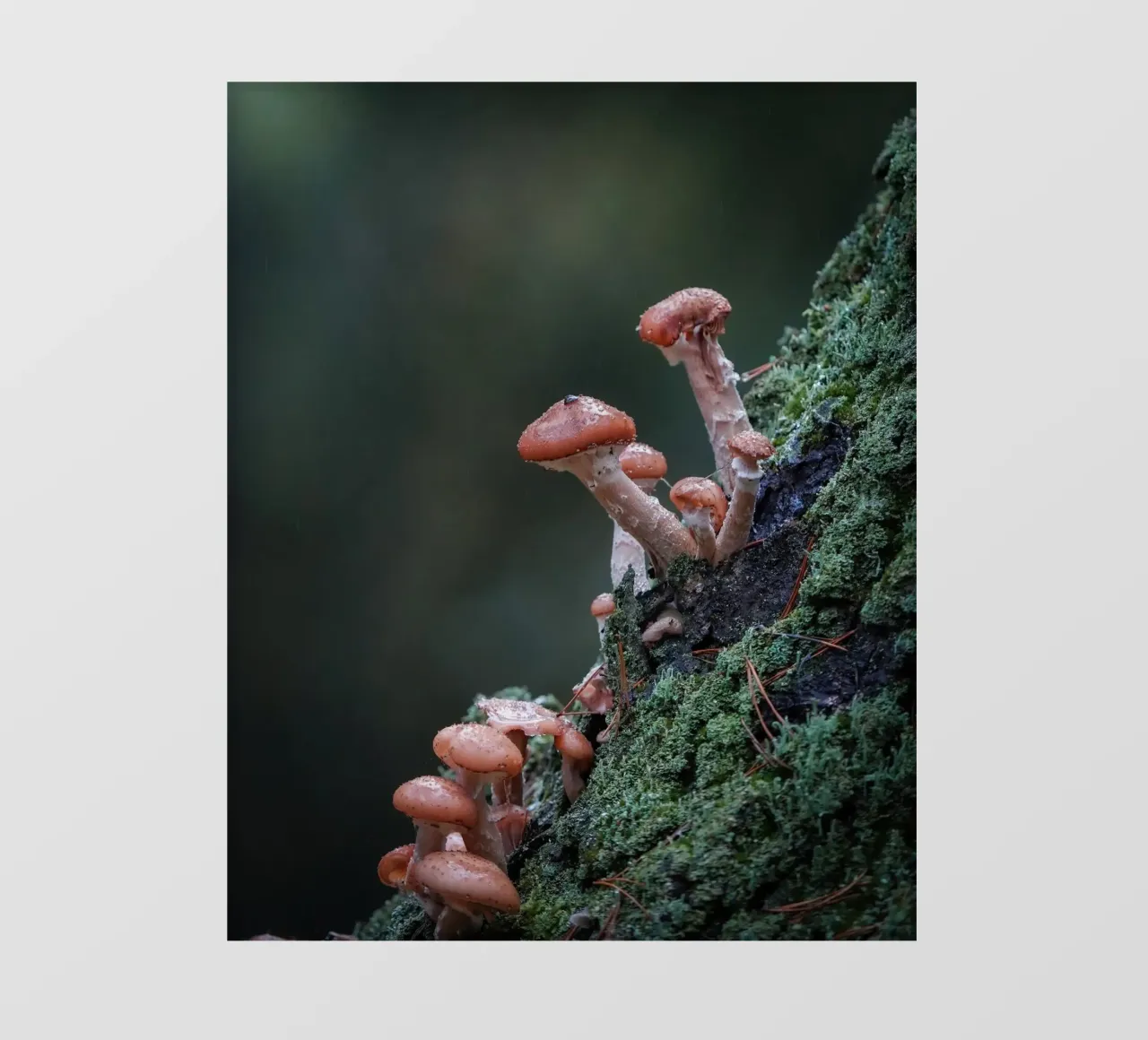 Funghi nella foresta telo in pvc da Tom's Wildlife