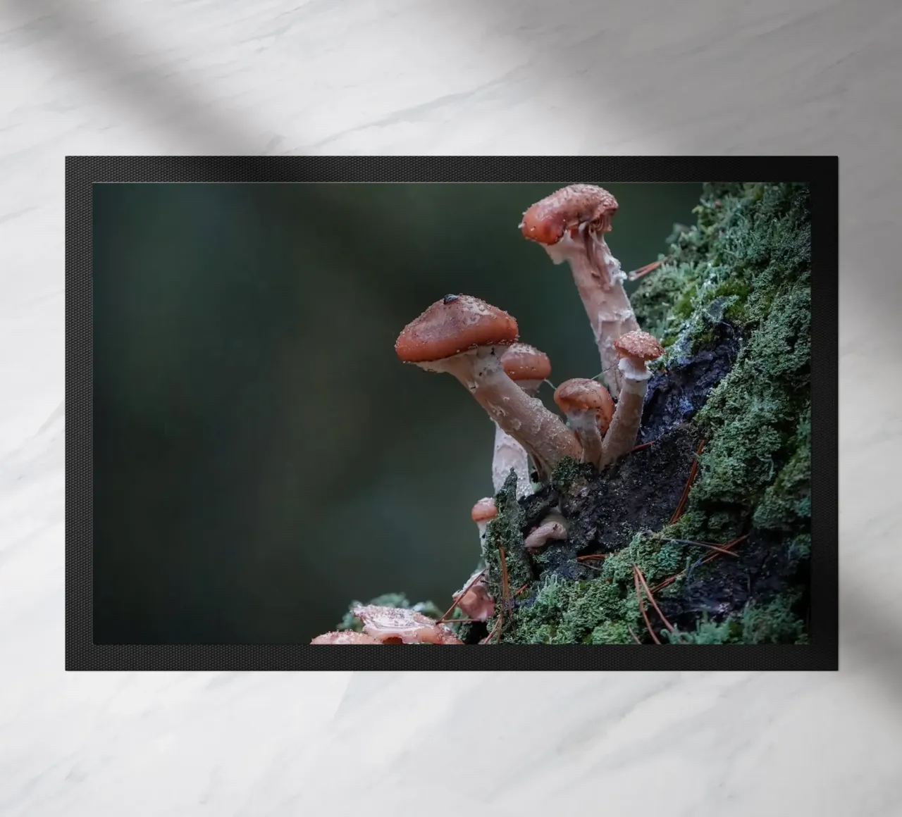 Funghi nella foresta zerbino da Tom's Wildlife