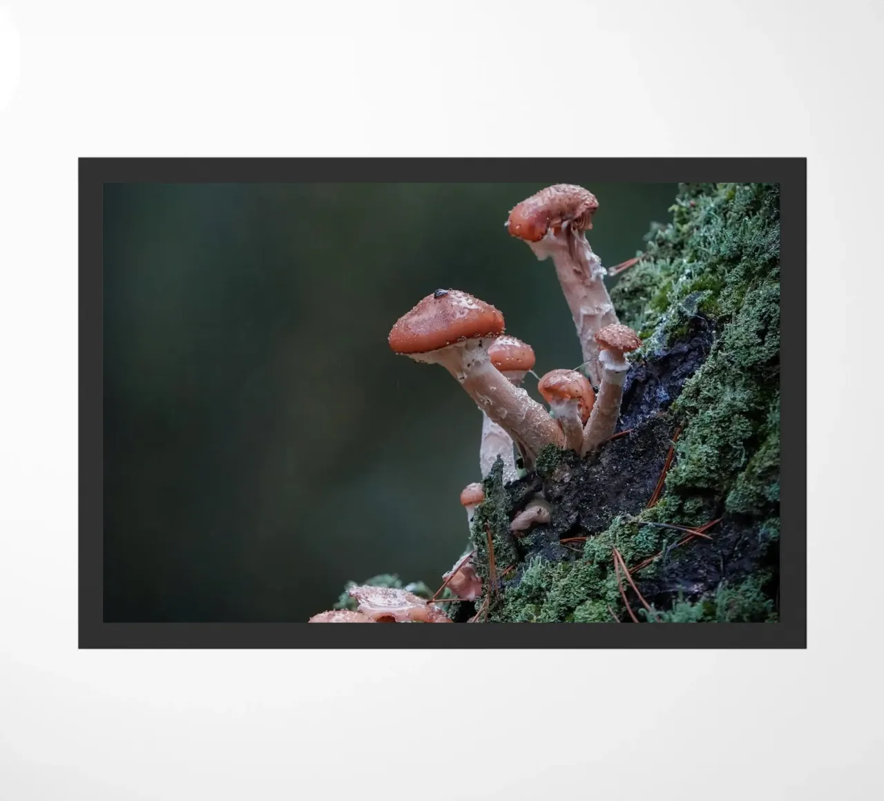 Funghi nella foresta zerbino da Tom's Wildlife