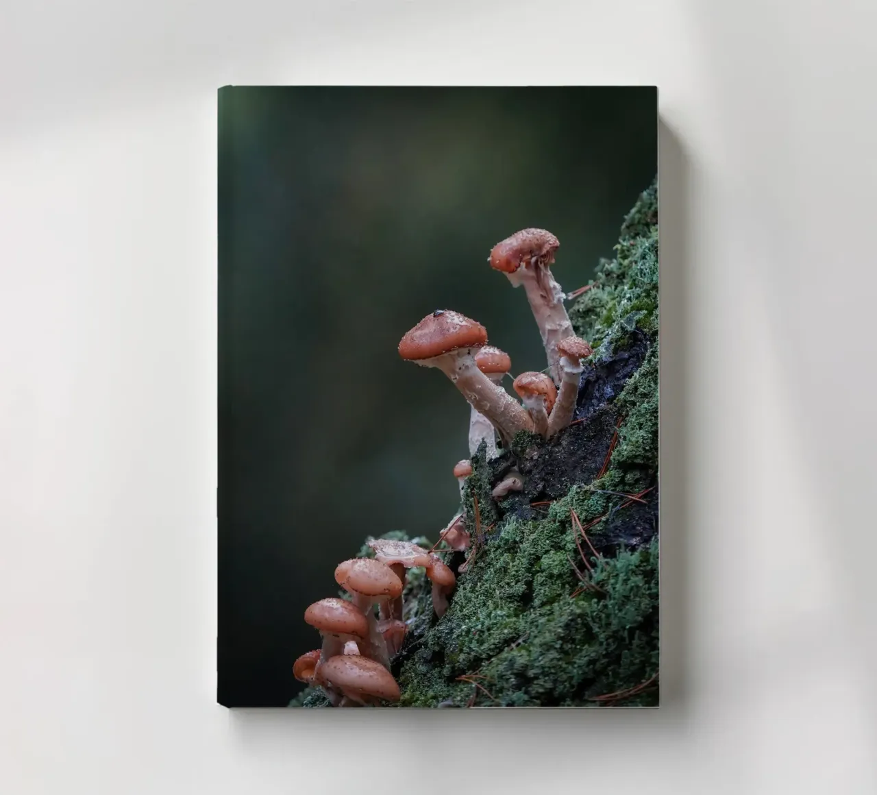 Funghi nella foresta diario da Tom's Wildlife