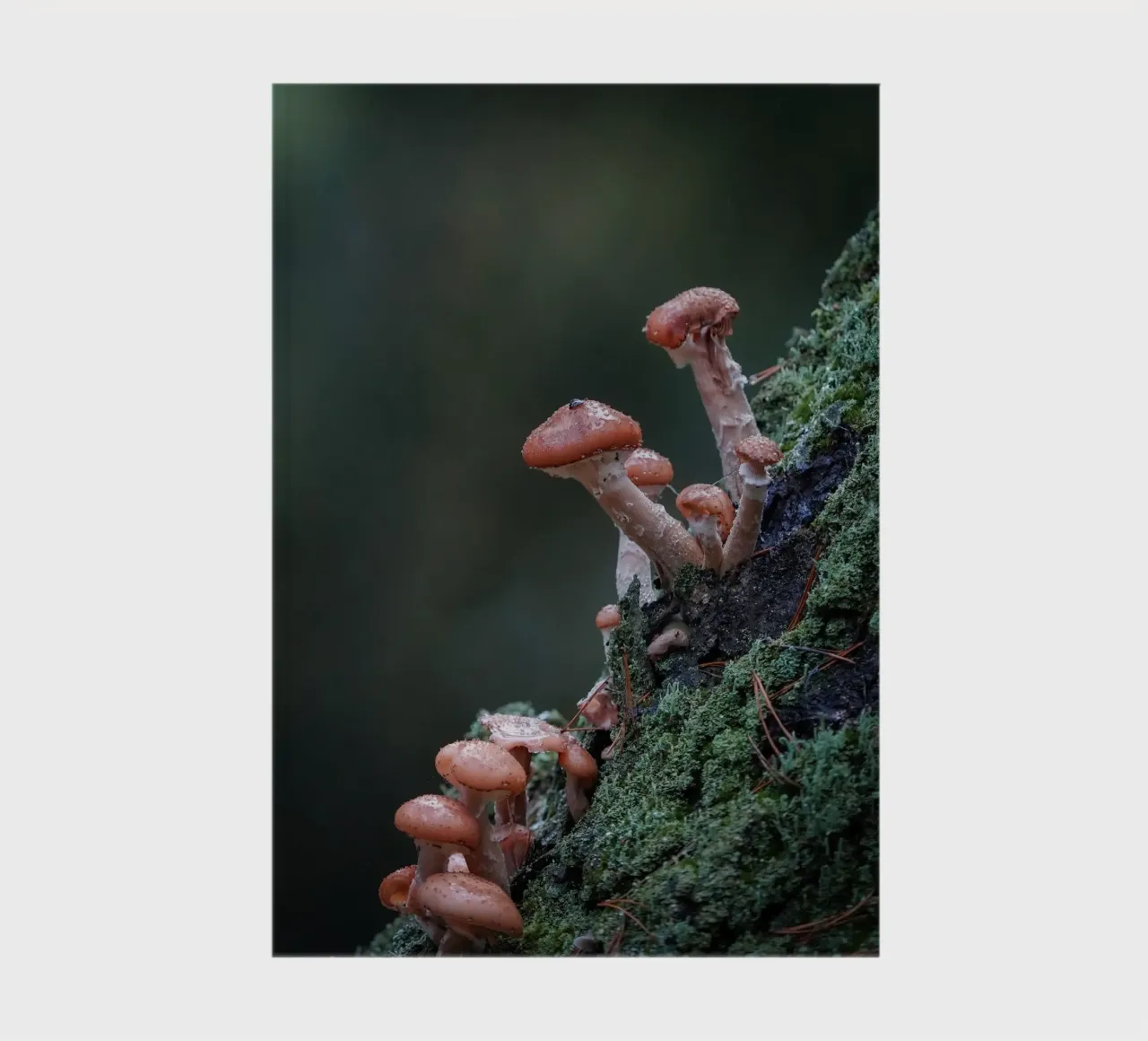 Funghi nella foresta diario da Tom's Wildlife