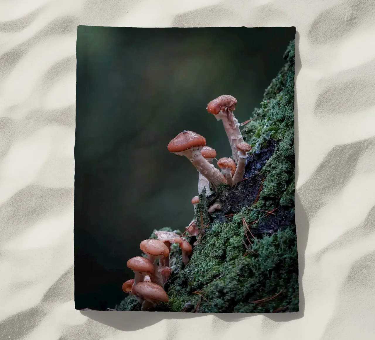 Funghi nella foresta telo mare da Tom's Wildlife