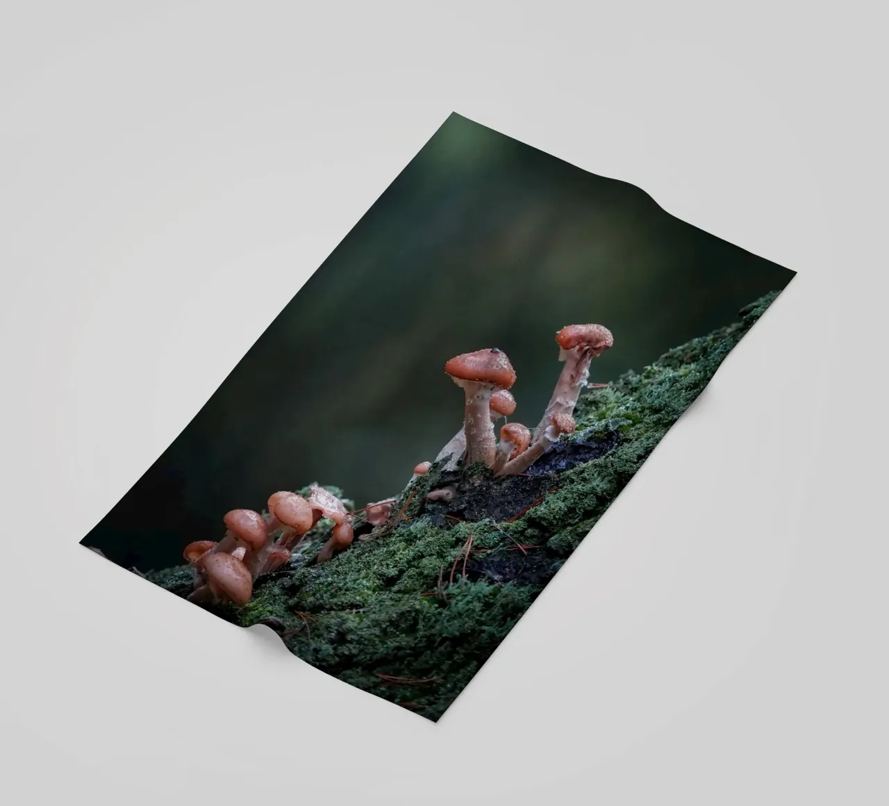 Funghi nella foresta telo mare da Tom's Wildlife