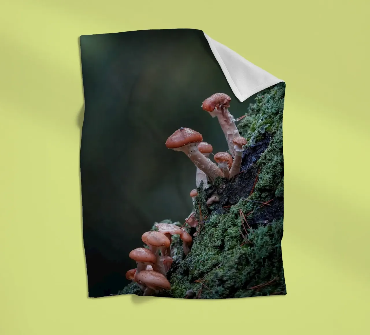 Funghi nella foresta coperta in pile da Tom's Wildlife