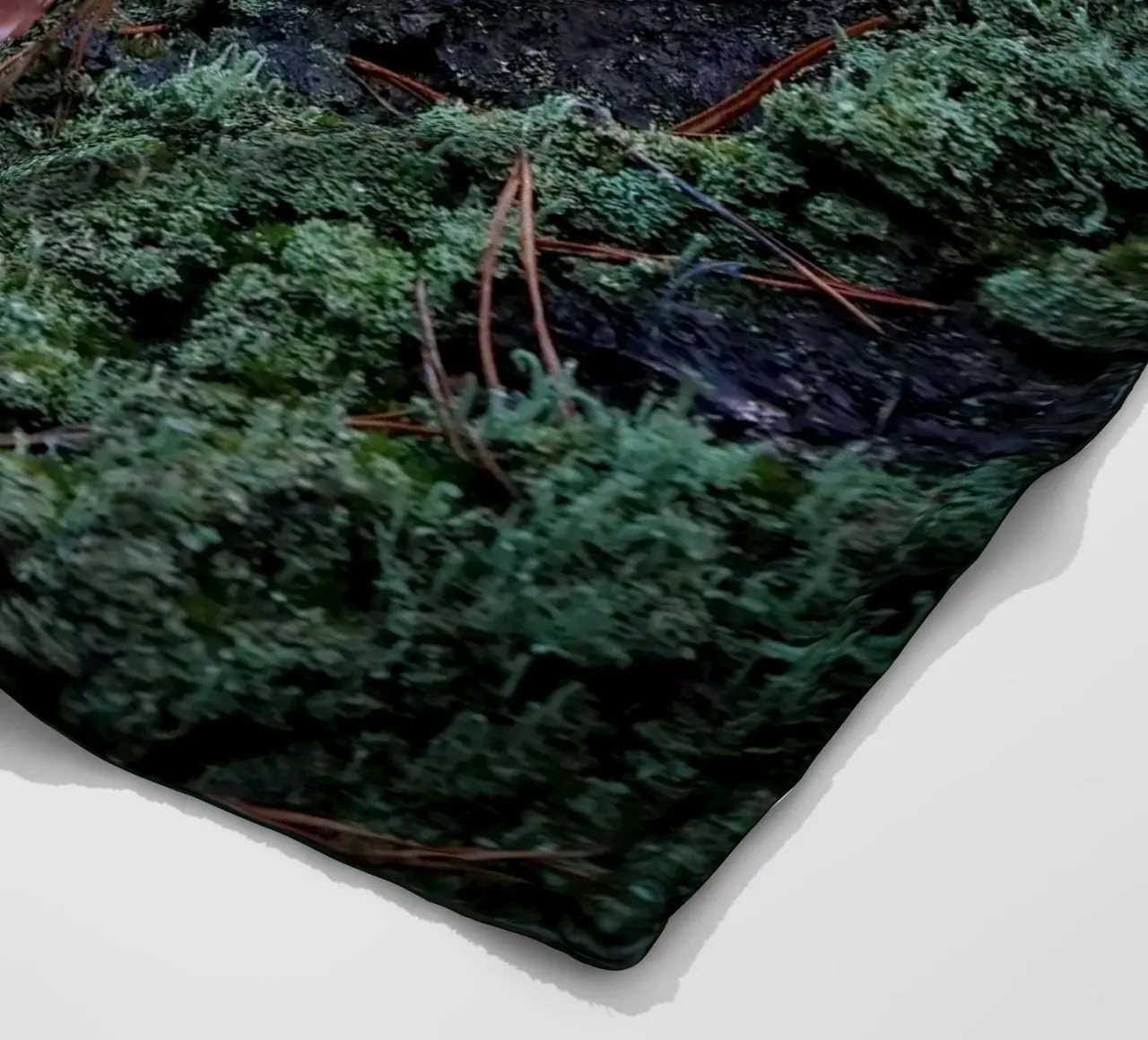 Funghi nella foresta coperta in pile da Tom's Wildlife