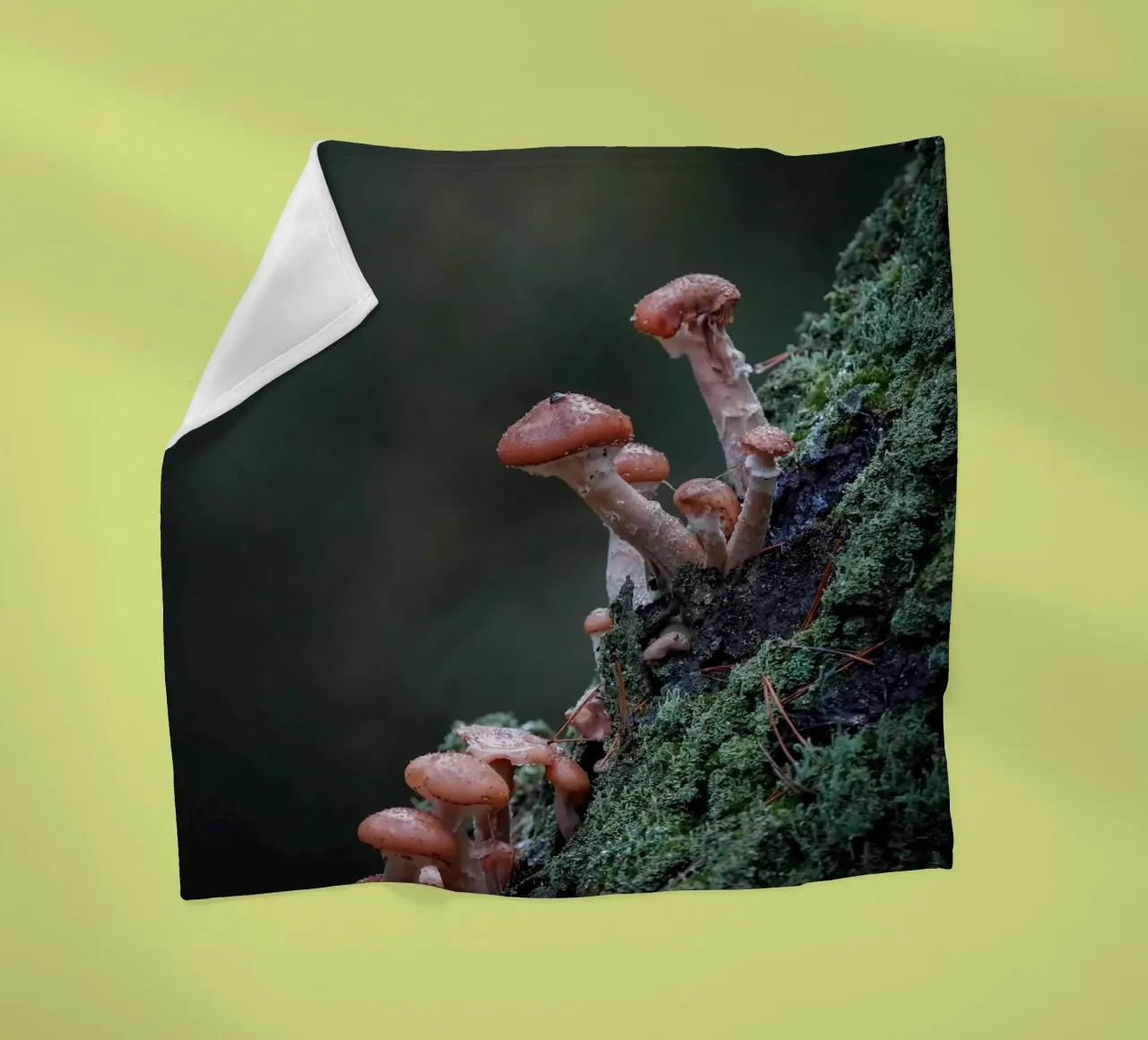 Funghi nella foresta coperta in pile da Tom's Wildlife